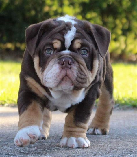 Cute English Bulldog Puppy Bulldogs Cute Bulldog Puppies English