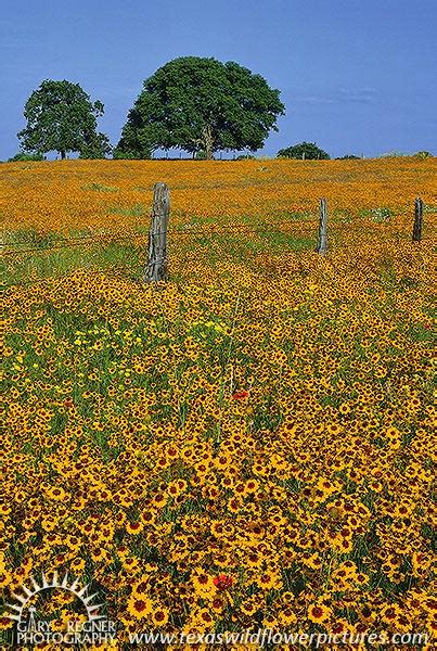 Goldenwave Texas Wildflower Landscape Texas Wildflowers And Landscape Pictures By Gary