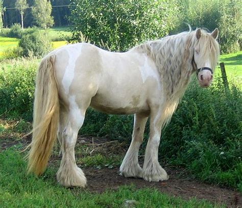 1000+ images about Horse Color - Cremello, Perlino, and Smoky Cream on Pinterest