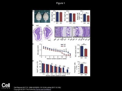 Olfactory Experience And Developmental Stage Dependent Control Of