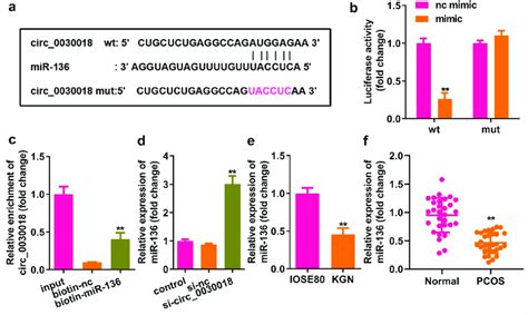 Circ Targets Microrna Mir A Bioinformatic Analysis