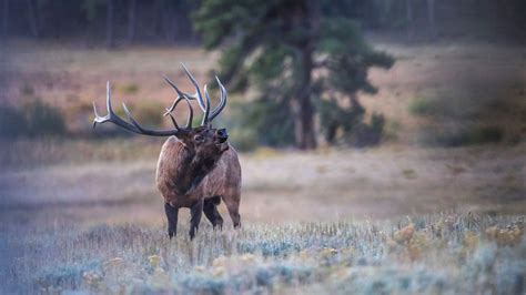 Autumn Elk Rutting Season In Rocky Mountain National Park