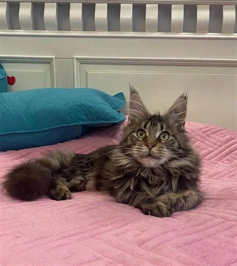 Brown Tabby Maine Coon Cat Personality Diet Health Everything