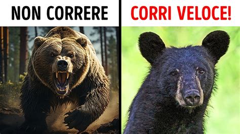 Cosa Fare Se Incontri Un Orso Nella Natura Selvaggia Youtube