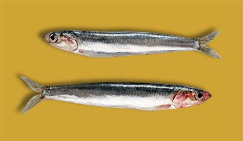 Anchoa y Boquerón en qué se diferencian Esenciadelmar