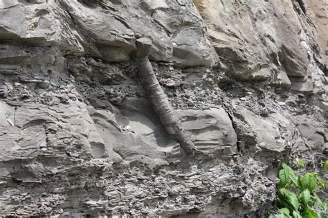 Fossilized Trees Cut Through Millions Of Years Of Rock Layers