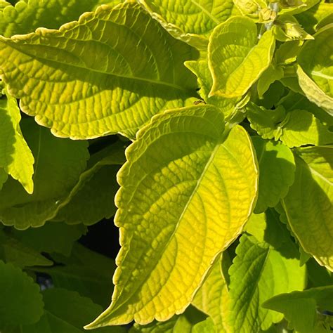 Main Street Chartres Street™ Coleus Solenostemon Scutellarioides