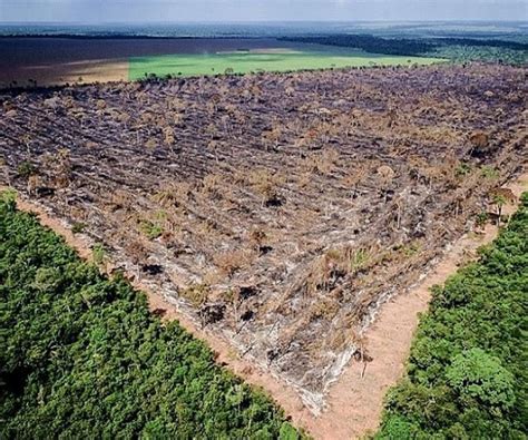 Notícias Meio Ambiente O Que Dizem Os Planos De Governo Dos