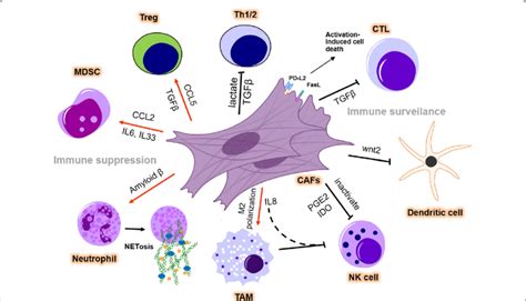 Cafs Modulate The Immunosuppressive Microenvironment Cafs Promote