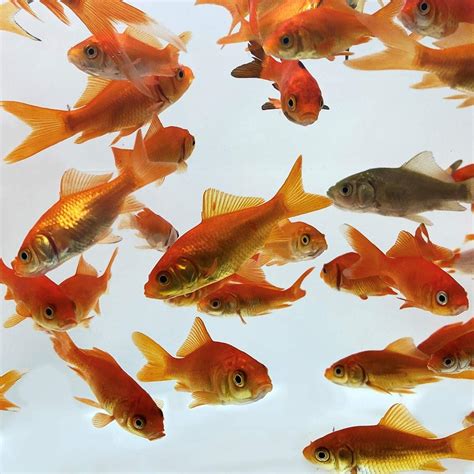 Toledo Goldfish Comet Feeder Goldfish Live Feeder Goldfish Perfect For