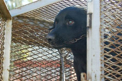 Acte De Cruauté Envers Un Animal Domestique Que Risque La Personne