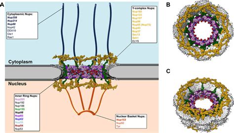 Nuclear pore complex organization and CA-interacting components. (A ...