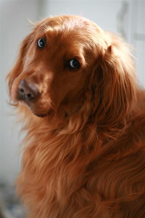 25 Reasons Why Golden Retrievers Are Actually The Worst Dogs To Live With