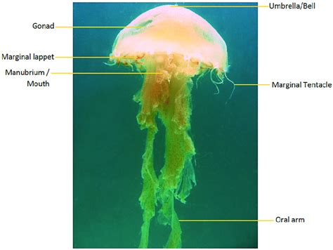 Jellyfish Diagram For Kids