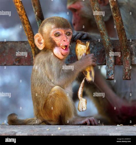 Funny baby monkey eating a banana in Myanmar Stock Photo - Alamy