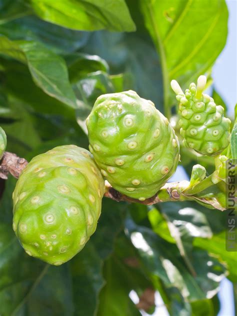 Morinda Citrifolia Noni Kens Nursery