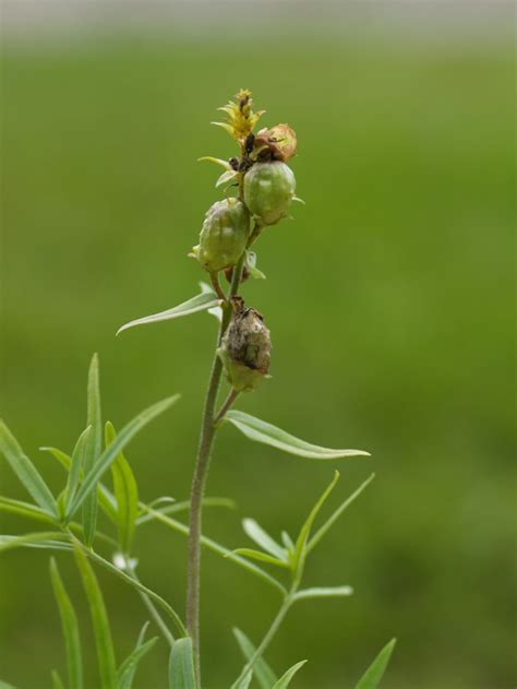 Linaria Vulgaris Mill 1768 Pflanzengallen Dr Hans Buhr