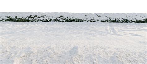 Cut Out Background With Snow Covered Spruce Hedge Vishopper