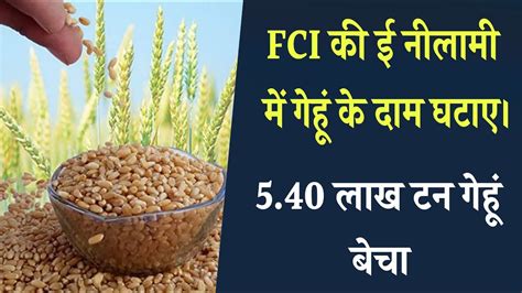 Fci की ई नीलामी में गेहूं के दाम घटाए। 540 लाख टन गेहूं बेचा Youtube