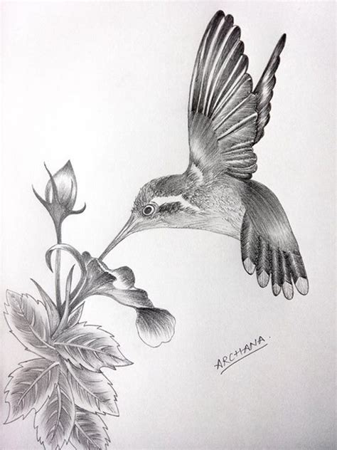 pencil drawing of a hummingbird - conversionvansforsaleinvirginia