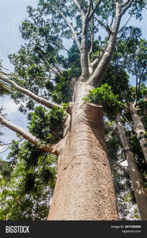 Agathis Robusta Royal Image Photo Free Trial Bigstock