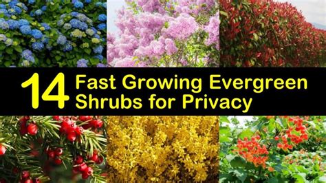 14 Fast Growing Evergreen Shrubs for Privacy