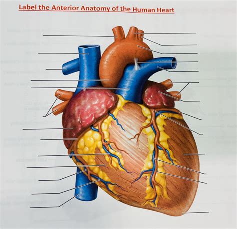 External Anterior Anatomy Of The Human Heart Diagram Quizlet