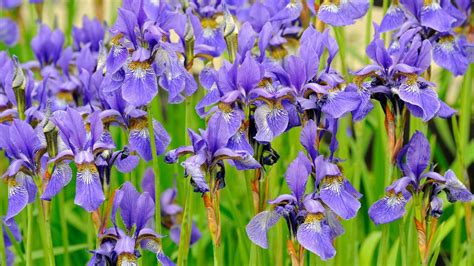 When Do You Cut Back Irises Expert Tips For The Best Blooms Homes