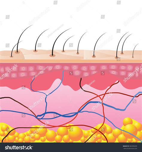 Structure Skin Cells Under Skin Show Stock Vector (Royalty Free ...