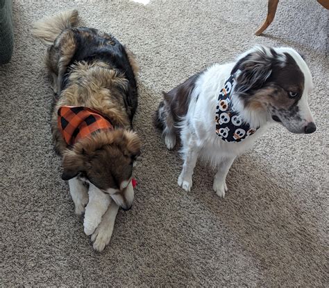 Both of our aussie mixes are happy October is here 🎃 : r/WiggleButts