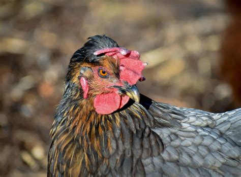 Sapphire Gem Chicken Eggs Colors Size Cleaning Tips And Nutritional