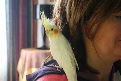 What Are The Best Small Parrots As Pets? - Cockatiels As Pets