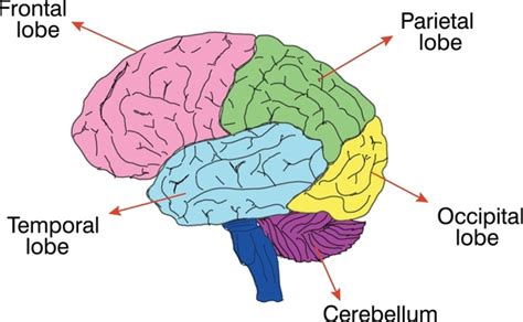 470 Brain Lobes Labelled Royalty-Free Images, Stock Photos & Pictures ...