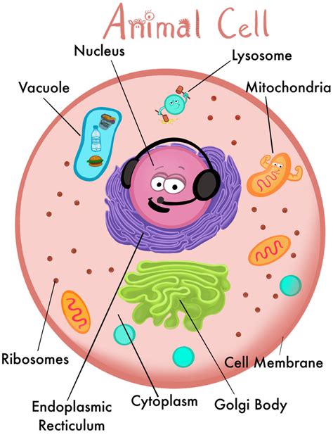 Lysosome In Animal Cell