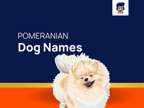 1270 Pomeranian Names For Your Energetic And Spirited Companion