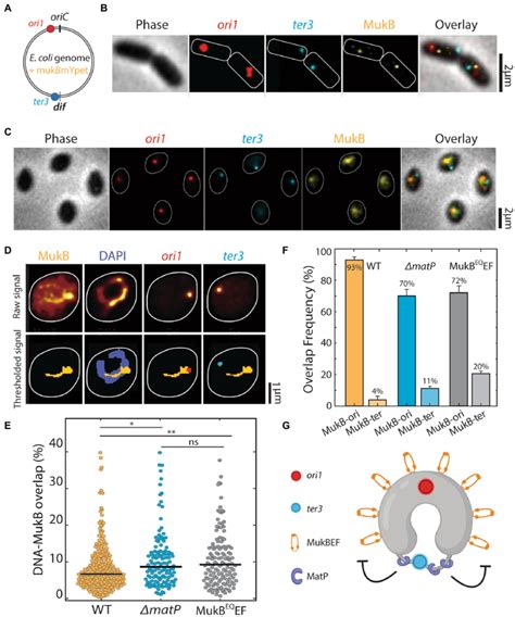 Quantitative Localization Of Mukb Complexes Along The Chromosome A