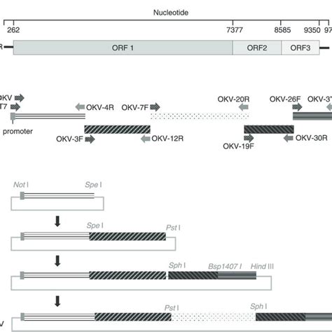 ESTABLISHMENT OF NEGEVIRUS BASED EXPRESSION VECTOR SYSTEM Yudistira