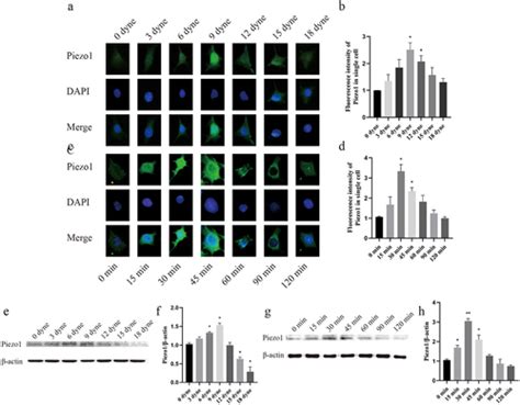 Full Article Piezo1 Mediated Fluid Shear Stress Promotes Opg And Inhibits Rankl Via Notch3 In