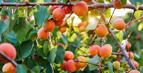 What is Apricot ? How to Plant, Grow, and Harvest Apricots - Gardeners ...