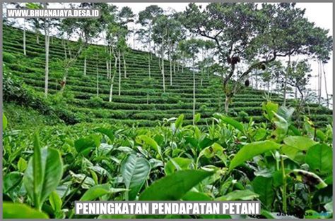 Peningkatan Pendapatan Petani Solusi Untuk Kesejahteraan Masyarakat