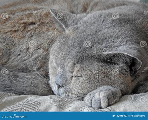 Cat Head Sleeping on Her Paw Stock Image - Image of beautiful, forty ...