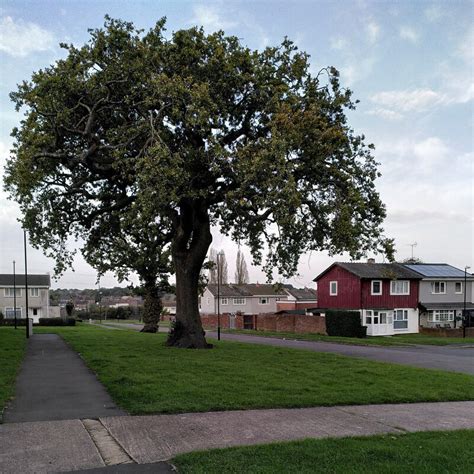 Oak Trees And Steel Houses In Canley A J Paxton Geograph Britain