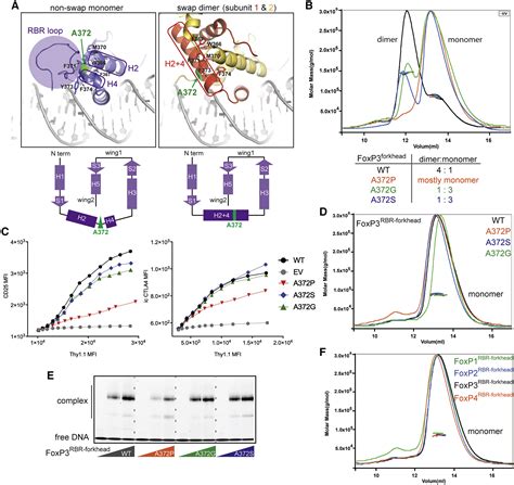 The Transcription Factor Foxp3 Can Fold Into Two Dimerization States