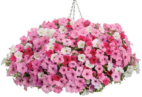 Supertunia Vista Bubblegum Petunia Pahls Market Apple Valley Mn