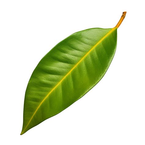 Ai Generated Mango Leaf Clip Art 40216915 Png