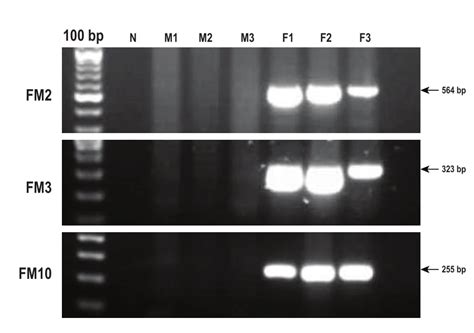 Validation Of Five Candidate Female Specific Markers Label M