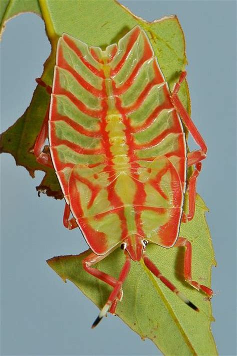 Giant Shield Bug Nymph Eusthenes Sp Tessaratomidae Insects