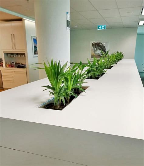 Office Planter Boxes In Sydney Installation The Plant Man