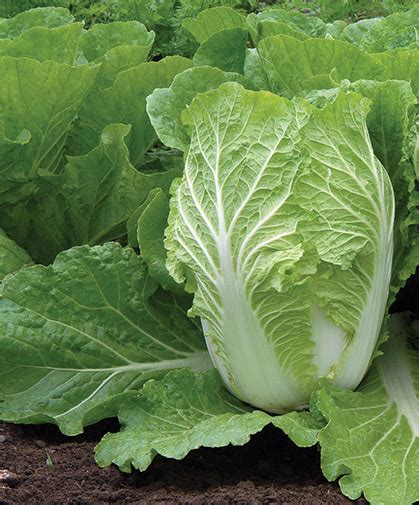 Chinese Napa Cabbage Growing Information For Spring Summer Fall