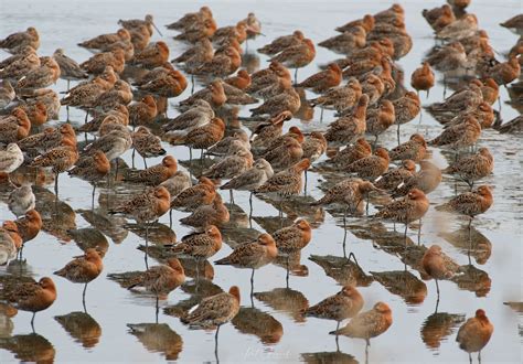 Barge à queue noire Limosa limosa Black tailed Godwit Flickr